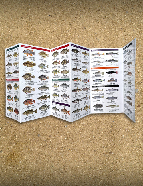 Freshwater Fishes Folding Pocket Guide